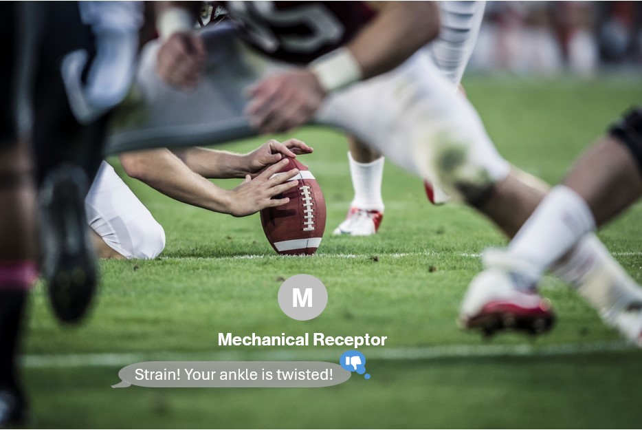 Ankle Sprain, Sports, Pain Notification, Pain Science
